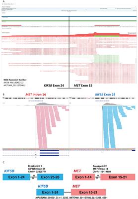 Case report: Salvage capmatinib therapy in KIF5B-MET fusion-positive lung adenocarcinoma with resistance to telisotuzumab vedotin